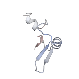 16729_8cmj_I_v1-6
Translocation intermediate 4 (TI-4*) of 80S S. cerevisiae ribosome with eEF2 in the absence of sordarin