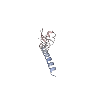 16729_8cmj_S_v1-5
Translocation intermediate 4 (TI-4*) of 80S S. cerevisiae ribosome with eEF2 in the absence of sordarin