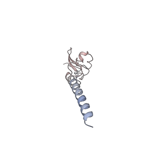 16729_8cmj_S_v1-6
Translocation intermediate 4 (TI-4*) of 80S S. cerevisiae ribosome with eEF2 in the absence of sordarin