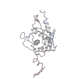 16729_8cmj_i_v1-6
Translocation intermediate 4 (TI-4*) of 80S S. cerevisiae ribosome with eEF2 in the absence of sordarin