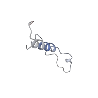 30432_7cpu_Ll_v1-0
Cryo-EM structure of 80S ribosome from mouse kidney