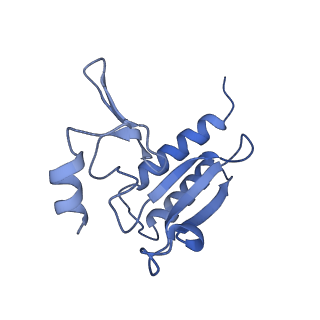 30432_7cpu_Lr_v1-0
Cryo-EM structure of 80S ribosome from mouse kidney