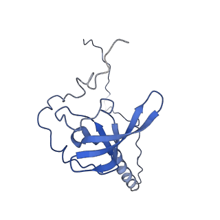 30433_7cpv_LT_v1-2
Cryo-EM structure of 80S ribosome from mouse testis