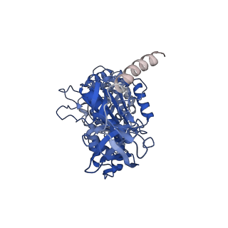 7548_6cp6_B_v1-3
Monomer yeast ATP synthase (F1Fo) reconstituted in nanodisc.