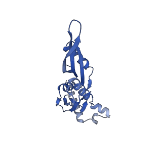 26959_8crx_E_v1-1
Cutibacterium acnes 70S ribosome with mRNA, P-site tRNA and Sarecycline bound