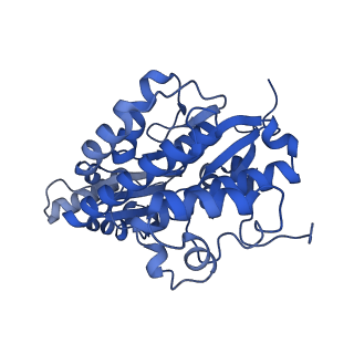 26967_8csq_8_v1-2
Human mitochondrial small subunit assembly intermediate (State B)