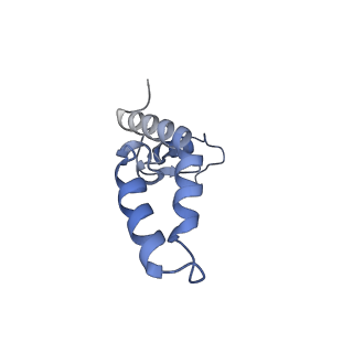 26971_8csu_K_v1-2
Human mitochondrial small subunit assembly intermediate (State C*)