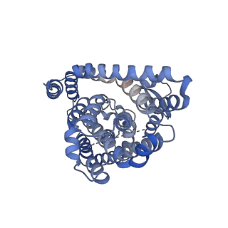 27000_8cui_A_v1-1
Human excitatory amino acid transporter 3 (EAAT3) in an intermediate outward facing apo state