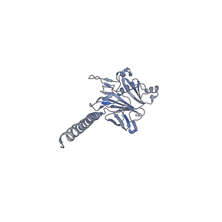 27026_8cwm_7_v1-2
Cryo-EM structure of the supercoiled S. islandicus REY15A archaeal flagellar filament