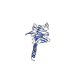 27026_8cwm_A_v1-2
Cryo-EM structure of the supercoiled S. islandicus REY15A archaeal flagellar filament