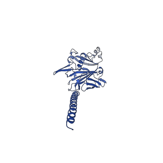27026_8cwm_B_v1-2
Cryo-EM structure of the supercoiled S. islandicus REY15A archaeal flagellar filament