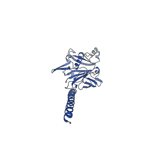 27026_8cwm_E_v1-2
Cryo-EM structure of the supercoiled S. islandicus REY15A archaeal flagellar filament