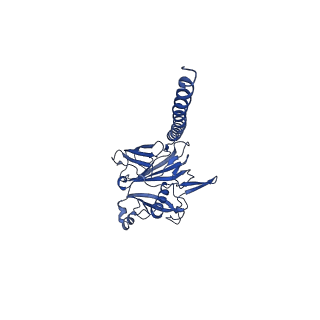 27026_8cwm_K_v1-2
Cryo-EM structure of the supercoiled S. islandicus REY15A archaeal flagellar filament