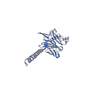 27026_8cwm_O_v1-2
Cryo-EM structure of the supercoiled S. islandicus REY15A archaeal flagellar filament