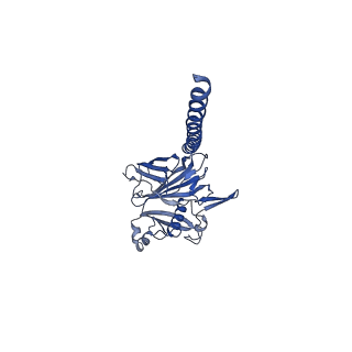 27026_8cwm_T_v1-2
Cryo-EM structure of the supercoiled S. islandicus REY15A archaeal flagellar filament