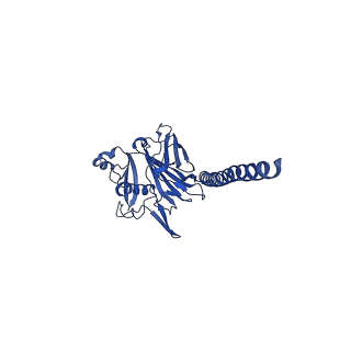 27026_8cwm_a_v1-2
Cryo-EM structure of the supercoiled S. islandicus REY15A archaeal flagellar filament