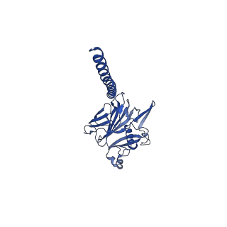 27026_8cwm_d_v1-2
Cryo-EM structure of the supercoiled S. islandicus REY15A archaeal flagellar filament