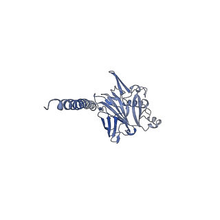 27026_8cwm_f_v1-2
Cryo-EM structure of the supercoiled S. islandicus REY15A archaeal flagellar filament