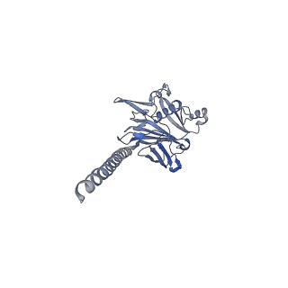 27026_8cwm_g_v1-2
Cryo-EM structure of the supercoiled S. islandicus REY15A archaeal flagellar filament
