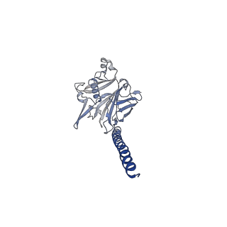 27026_8cwm_h_v1-2
Cryo-EM structure of the supercoiled S. islandicus REY15A archaeal flagellar filament