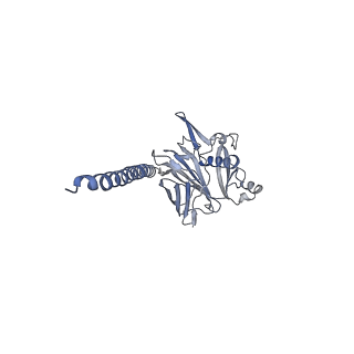 27026_8cwm_o_v1-2
Cryo-EM structure of the supercoiled S. islandicus REY15A archaeal flagellar filament
