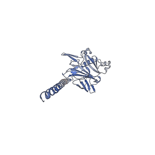 27026_8cwm_p_v1-2
Cryo-EM structure of the supercoiled S. islandicus REY15A archaeal flagellar filament