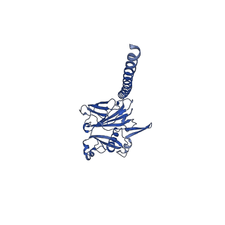 27026_8cwm_u_v1-2
Cryo-EM structure of the supercoiled S. islandicus REY15A archaeal flagellar filament