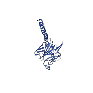 27026_8cwm_v_v1-2
Cryo-EM structure of the supercoiled S. islandicus REY15A archaeal flagellar filament
