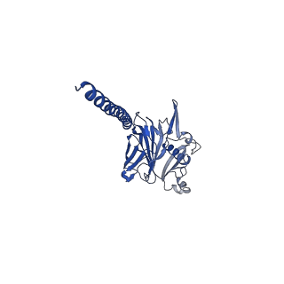 27026_8cwm_w_v1-2
Cryo-EM structure of the supercoiled S. islandicus REY15A archaeal flagellar filament