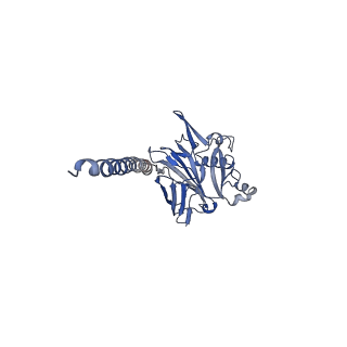27026_8cwm_x_v1-2
Cryo-EM structure of the supercoiled S. islandicus REY15A archaeal flagellar filament