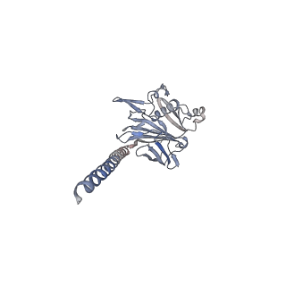 27026_8cwm_y_v1-2
Cryo-EM structure of the supercoiled S. islandicus REY15A archaeal flagellar filament