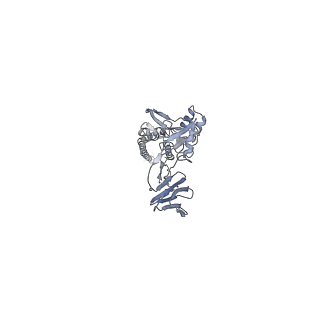 7774_6cxc_B_v1-2
3.9A Cryo-EM structure of murine antibody bound at a novel epitope of respiratory syncytial virus fusion protein