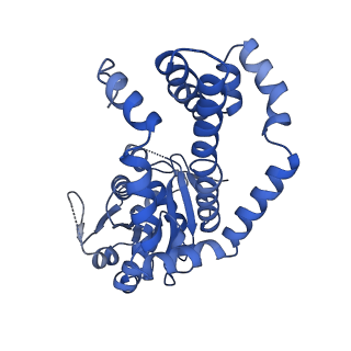 27070_8cy8_K_v1-0
apo form Cryo-EM structure of Campylobacter jejune ketol-acid reductoisommerase crosslinked by Glutaraldehyde