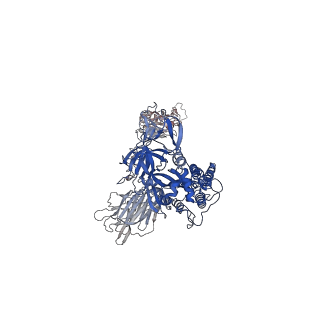 27073_8cyb_A_v1-1
SARS-CoV-2 Spike protein in complex with a pan-sarbecovirus nanobody 1-8