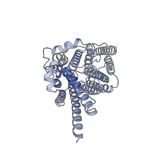 30501_7cyn_C_v1-2
Cryo-EM structure of human TLR7 in complex with UNC93B1