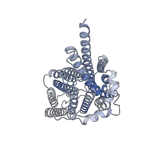 30501_7cyn_D_v1-2
Cryo-EM structure of human TLR7 in complex with UNC93B1