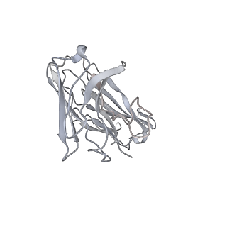 30512_7czp_H_v1-2
S protein of SARS-CoV-2 in complex bound with P2B-1A1