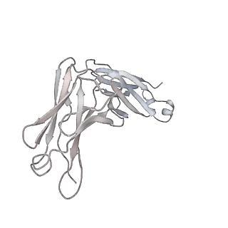 30512_7czp_N_v1-2
S protein of SARS-CoV-2 in complex bound with P2B-1A1