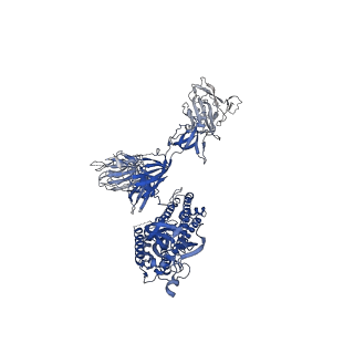 30513_7czq_A_v1-2
S protein of SARS-CoV-2 in complex bound with P2B-1A10