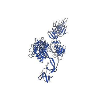 30513_7czq_B_v1-2
S protein of SARS-CoV-2 in complex bound with P2B-1A10
