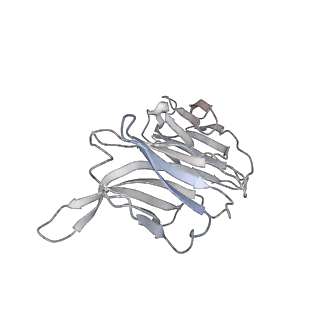 30513_7czq_J_v1-2
S protein of SARS-CoV-2 in complex bound with P2B-1A10