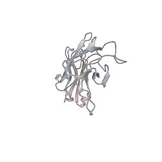 30513_7czq_K_v1-2
S protein of SARS-CoV-2 in complex bound with P2B-1A10