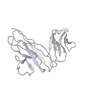 30517_7czu_N_v1-2
S protein of SARS-CoV-2 in complex bound with P5A-1B6_2B