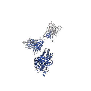 30520_7czx_A_v1-3
S protein of SARS-CoV-2 in complex bound with P5A-1B9