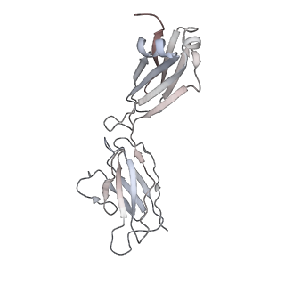30520_7czx_K_v1-3
S protein of SARS-CoV-2 in complex bound with P5A-1B9