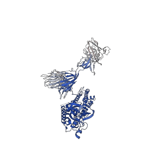 30521_7czy_A_v1-2
S protein of SARS-CoV-2 in complex bound with P5A-2F11_2B
