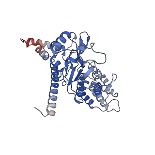27104_8d0b_D_v1-2
Human CST-DNA polymerase alpha/primase preinitiation complex bound to 4xTEL-foldback template