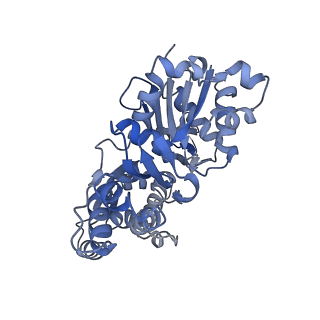 27117_8d16_C_v1-3
Bent ADP-Pi-F-actin