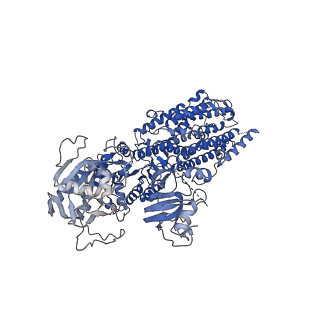 27165_8d3v_A_v1-0
Human alpha3 Na+/K+-ATPase in its cytoplasmic side-open state