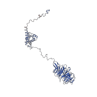 30574_7d4i_A5_v1-0
Cryo-EM structure of 90S small ribosomal precursors complex with the DEAH-box RNA helicase Dhr1 (State F)